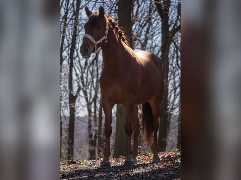 Other Breeds Mare 5 years 15 hh Chestnut-Red in Nettersheim