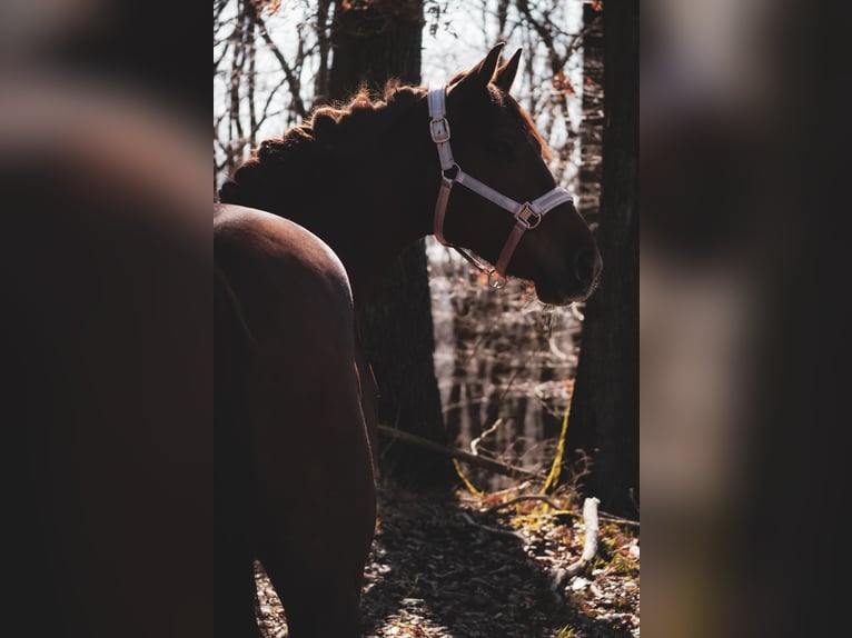 Other Breeds Mare 5 years 15 hh Chestnut-Red in Nettersheim