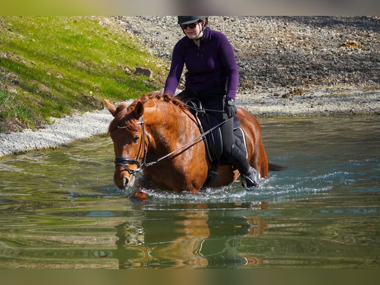 Other Breeds Mare 5 years 15 hh Chestnut-Red in Nettersheim