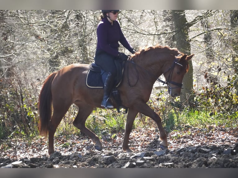 Other Breeds Mare 5 years 15 hh Chestnut-Red in Nettersheim