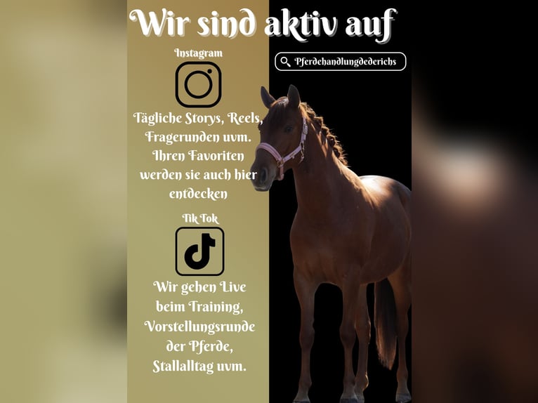 Other Breeds Mare 5 years 15 hh Chestnut-Red in Nettersheim