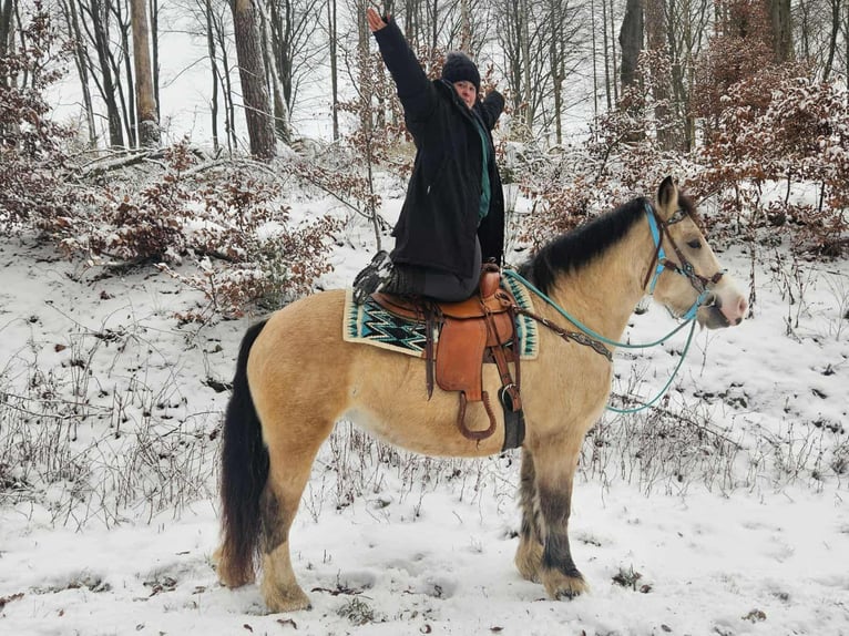 Other Breeds Mare 5 years 15 hh Dun in Linkenbach