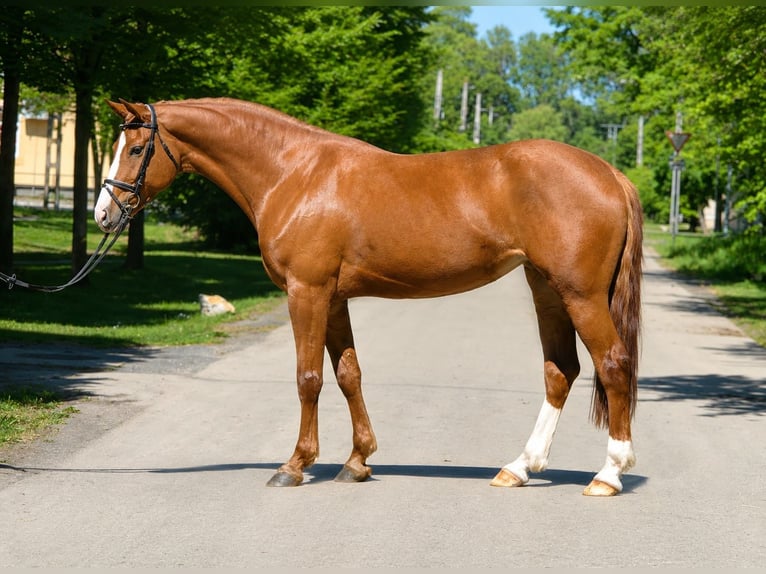 Other Breeds Mare 5 years 15 hh  in Békés