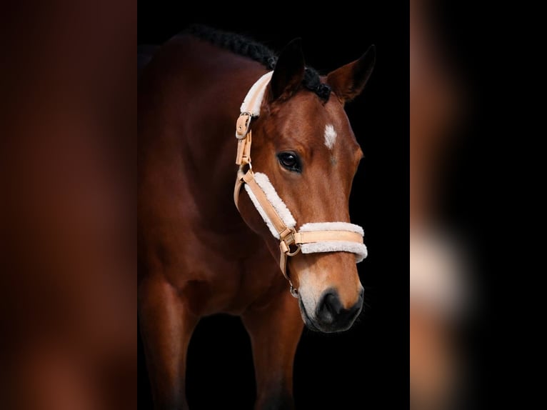 Other Breeds Mare 5 years 15,1 hh Brown in Nettersheim