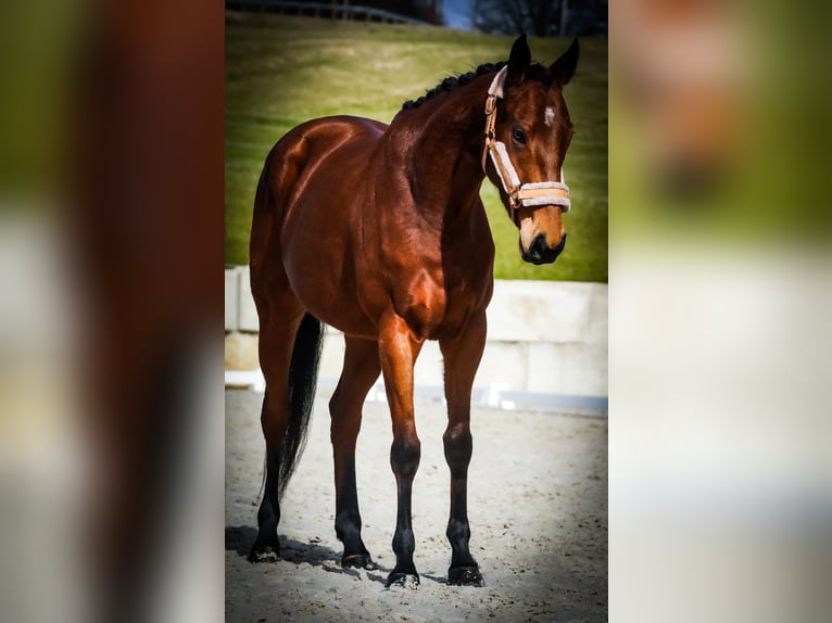 Other Breeds Mare 5 years 15,1 hh Brown in Nettersheim