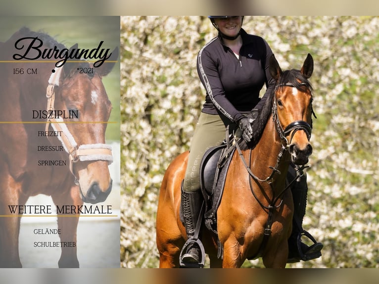 Other Breeds Mare 5 years 15,1 hh Brown in Nettersheim