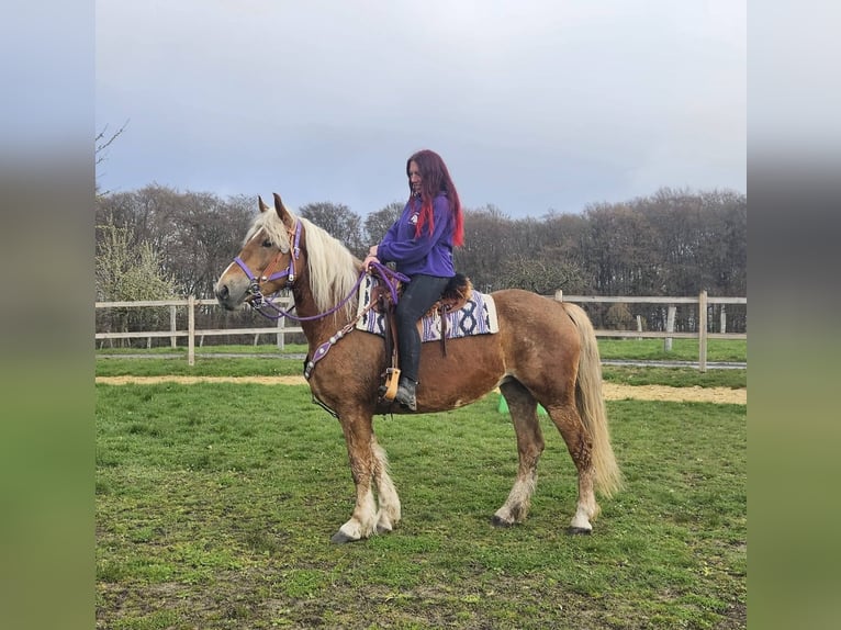 Other Breeds Mare 5 years 15,1 hh Chestnut-Red in Linkenbach