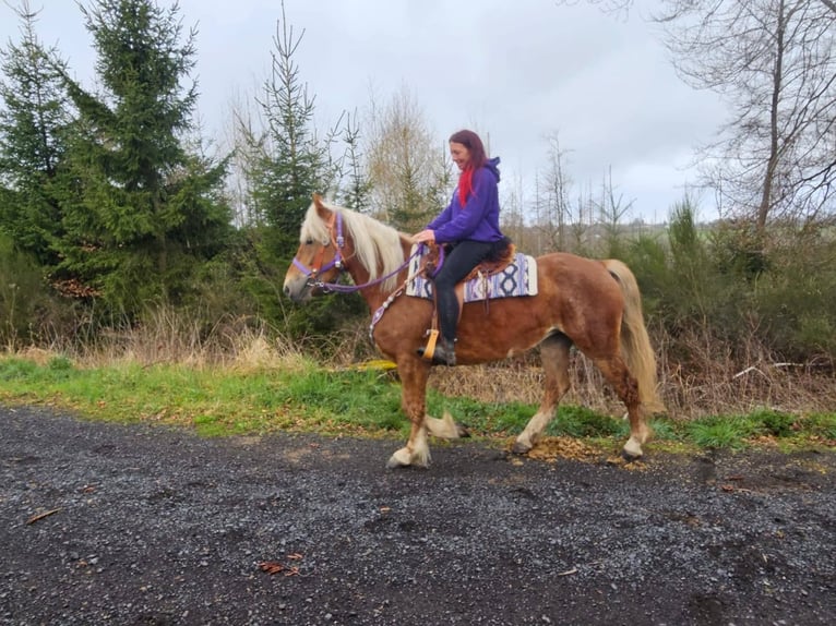 Other Breeds Mare 5 years 15,1 hh Chestnut-Red in Linkenbach