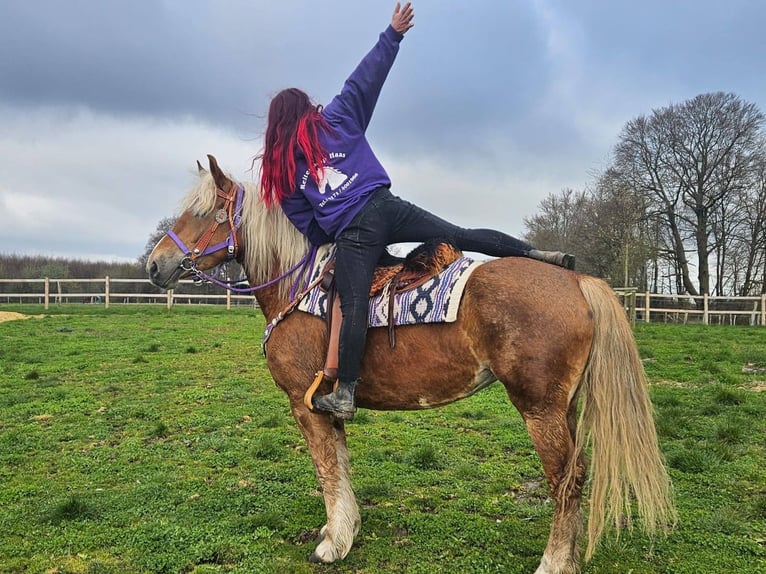 Other Breeds Mare 5 years 15,1 hh Chestnut-Red in Linkenbach
