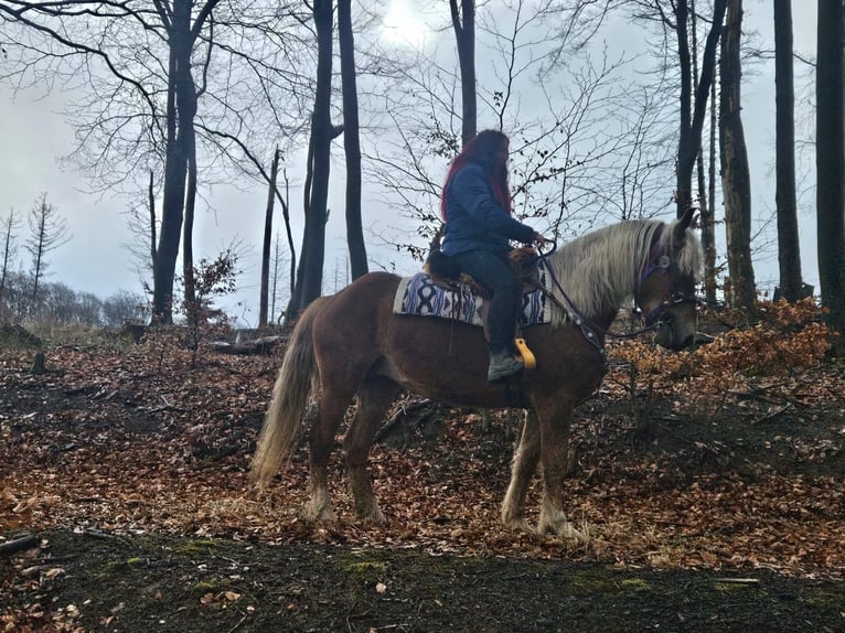 Other Breeds Mare 5 years 15,1 hh Chestnut-Red in Linkenbach