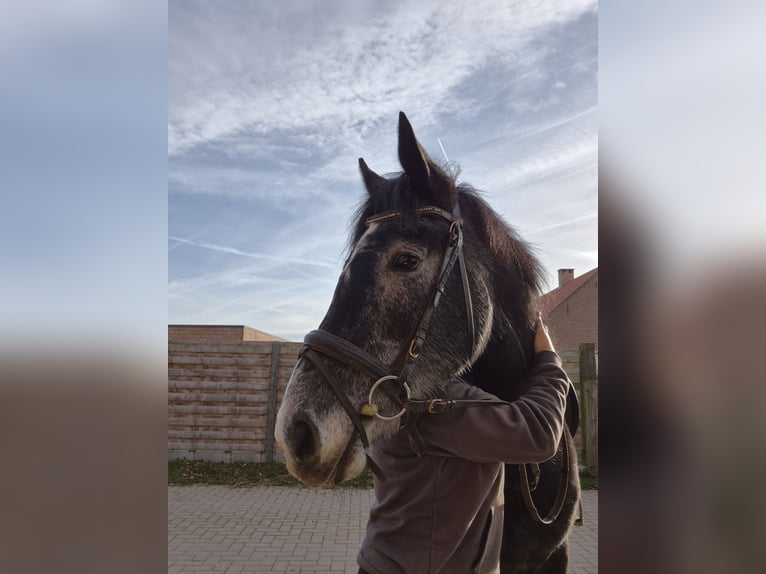 Other Breeds Mare 5 years 15,1 hh Grey in Breda