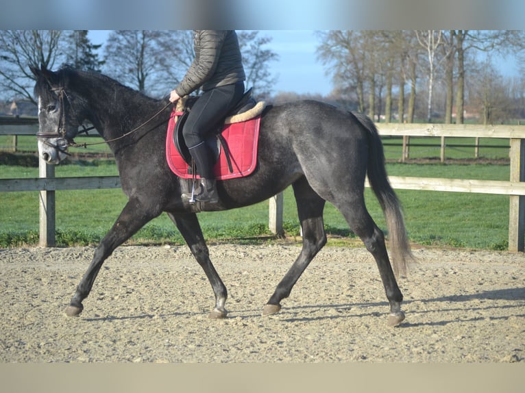 Other Breeds Mare 5 years 15,1 hh Grey in Breda