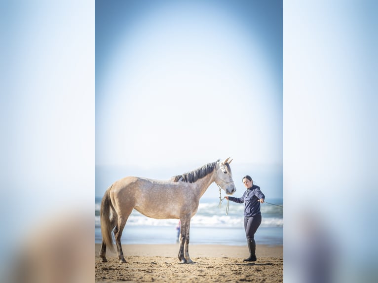 Other Breeds Mare 5 years 15,1 hh Grey in Perissac