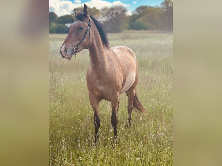 Other Breeds Mare 5 years 15,1 hh Roan-Bay in Rheinbach