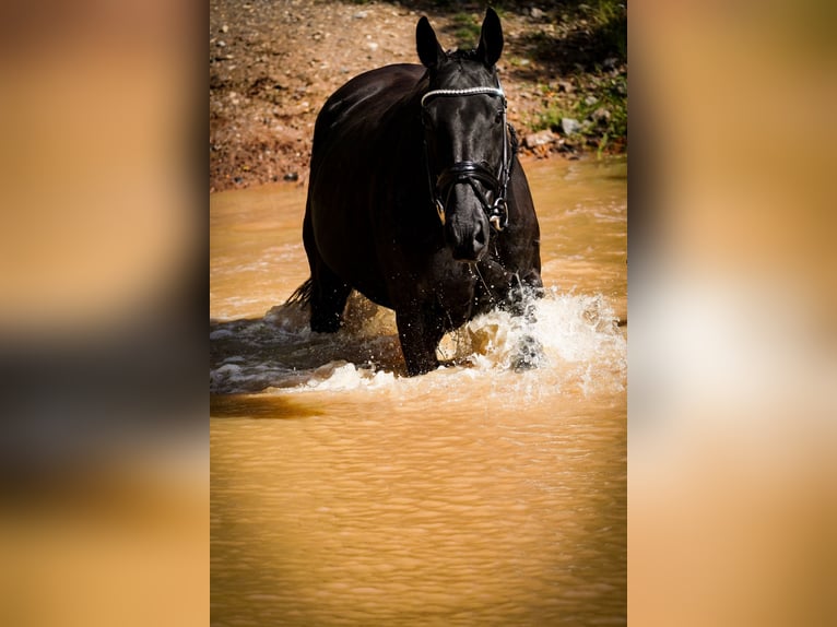 Other Breeds Mare 5 years 15,2 hh Black in Nettersheim