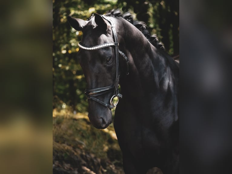 Other Breeds Mare 5 years 15,2 hh Black in Nettersheim