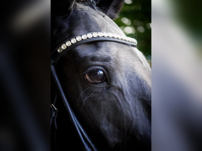 Other Breeds Mare 5 years 15,2 hh Black in Nettersheim