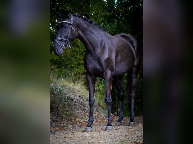 Other Breeds Mare 5 years 15,2 hh Black in Nettersheim