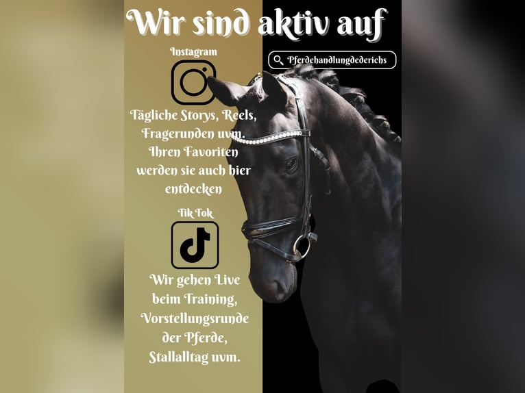Other Breeds Mare 5 years 15,2 hh Black in Nettersheim