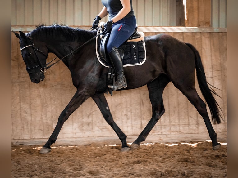 Other Breeds Mare 5 years 15,2 hh Black in Nettersheim