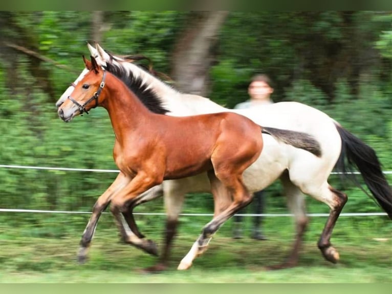 Other Breeds Mare 5 years 15,2 hh Brown in Rotenburg an der Fulda