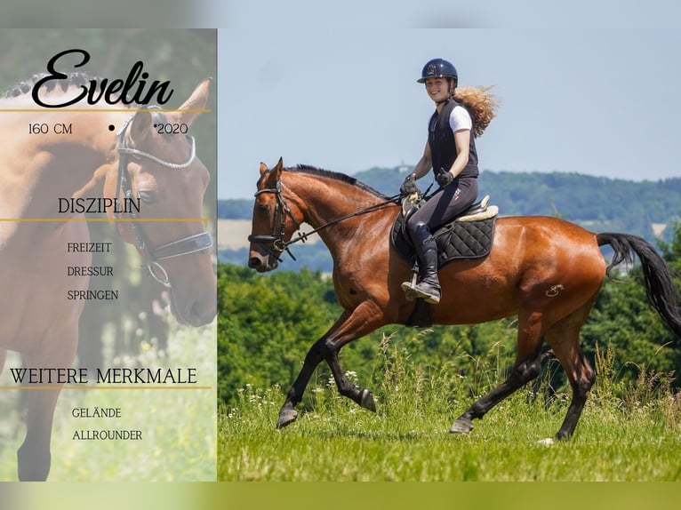 Other Breeds Mare 5 years 15,2 hh Brown in Nettersheim