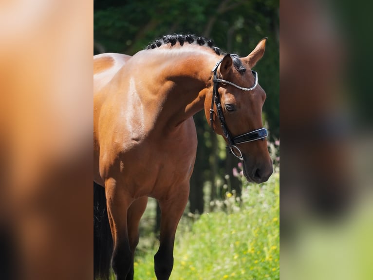 Other Breeds Mare 5 years 15,2 hh Brown in Nettersheim