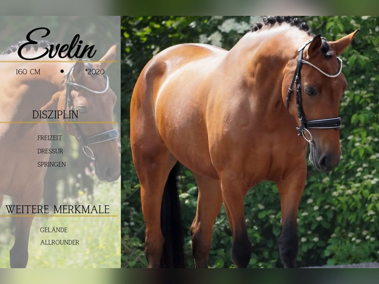 Other Breeds Mare 5 years 15,2 hh Brown in Nettersheim