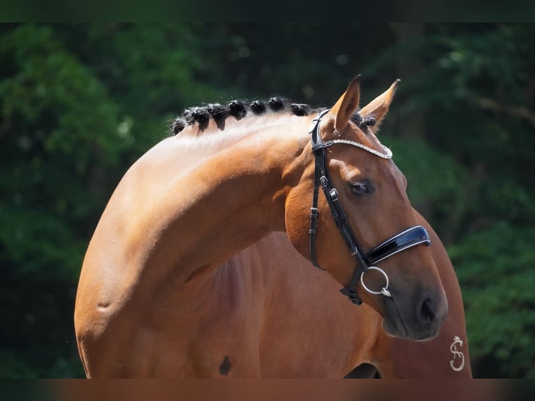 Other Breeds Mare 5 years 15,2 hh Brown in Nettersheim