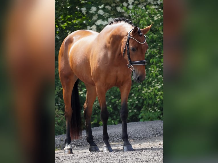 Other Breeds Mare 5 years 15,2 hh Brown in Nettersheim