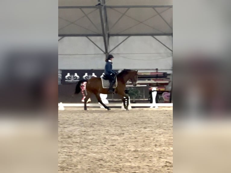Other Breeds Mare 5 years 15,2 hh Brown in Grzmiąca