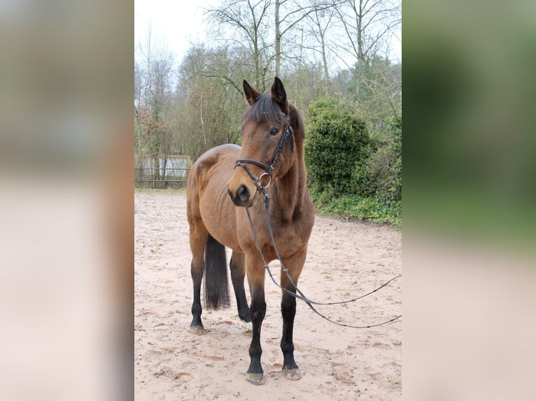 Other Breeds Mare 5 years 16,1 hh Brown in Sonnefeld