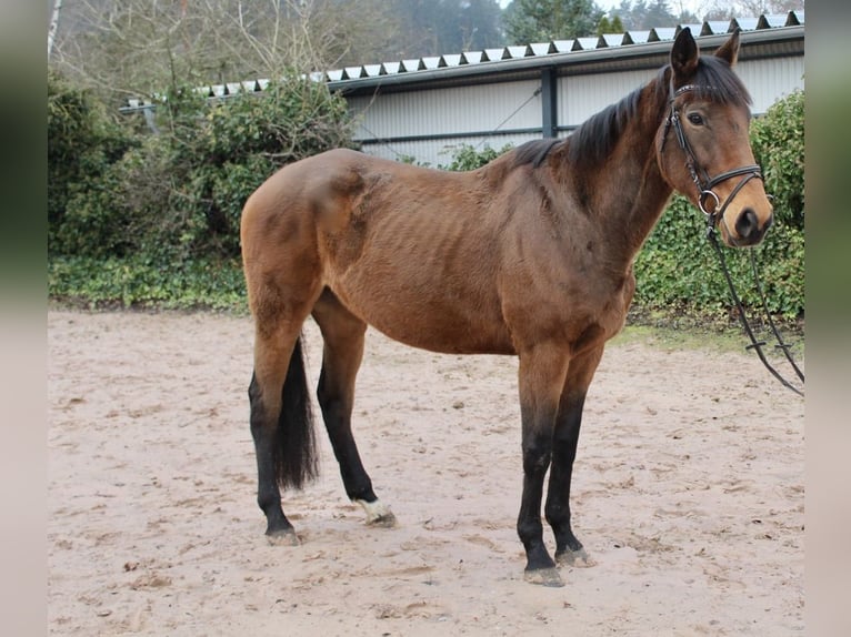 Other Breeds Mare 5 years 16,1 hh Brown in Sonnefeld