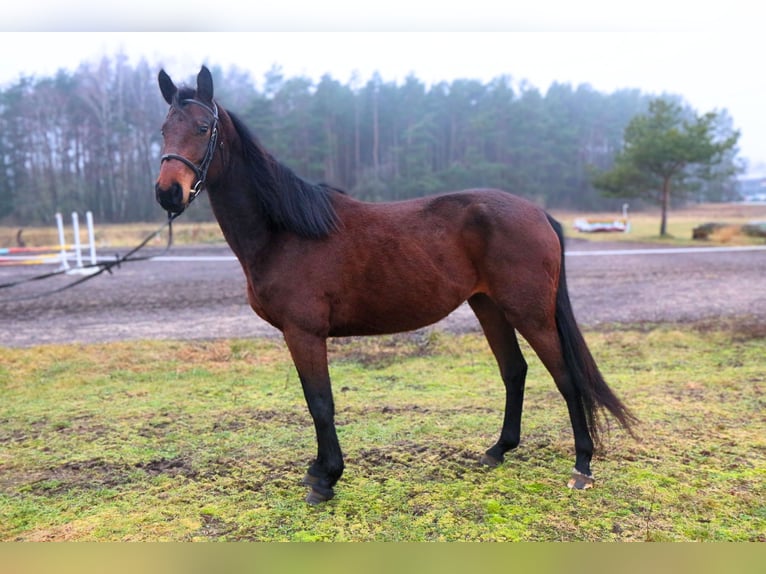 Other Breeds Mare 5 years 16,2 hh Bay-Dark in Palanga