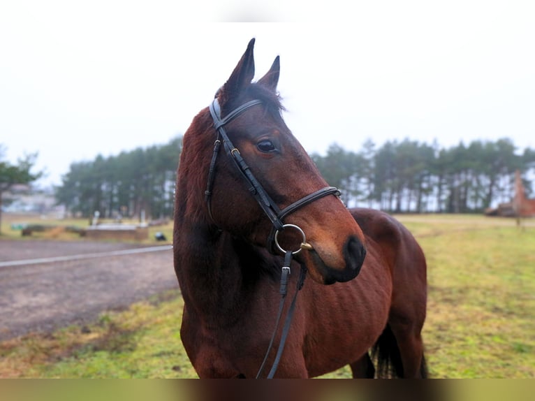 Other Breeds Mare 5 years 16,2 hh Bay-Dark in Palanga