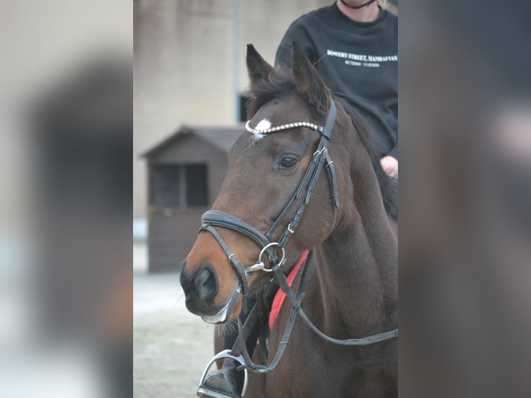 Other Breeds Mare 5 years 16 hh Bay-Dark in Breda