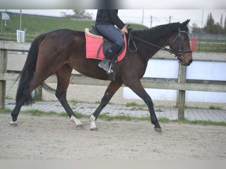 Other Breeds Mare 5 years 16 hh Bay-Dark in Breda