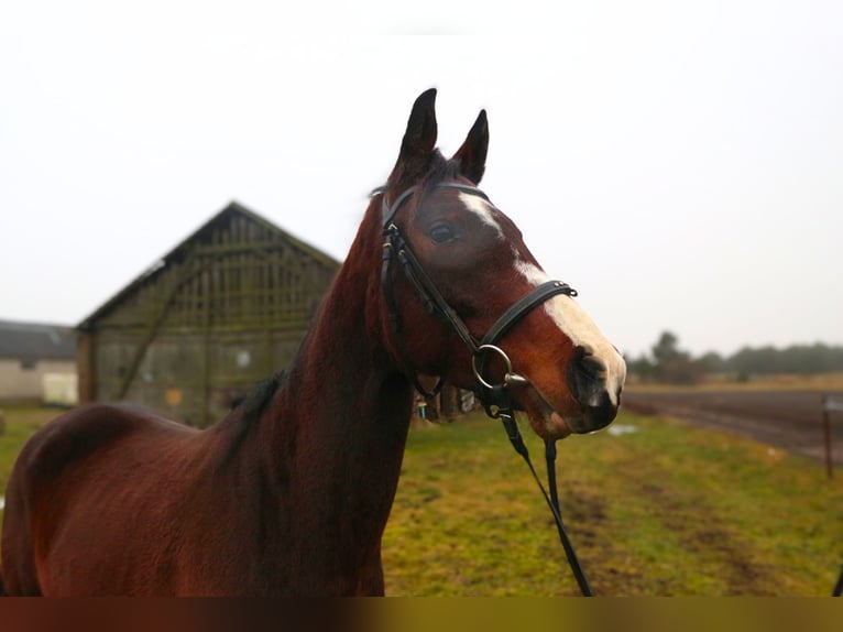 Other Breeds Mare 5 years 16 hh Bay-Dark in Palanga