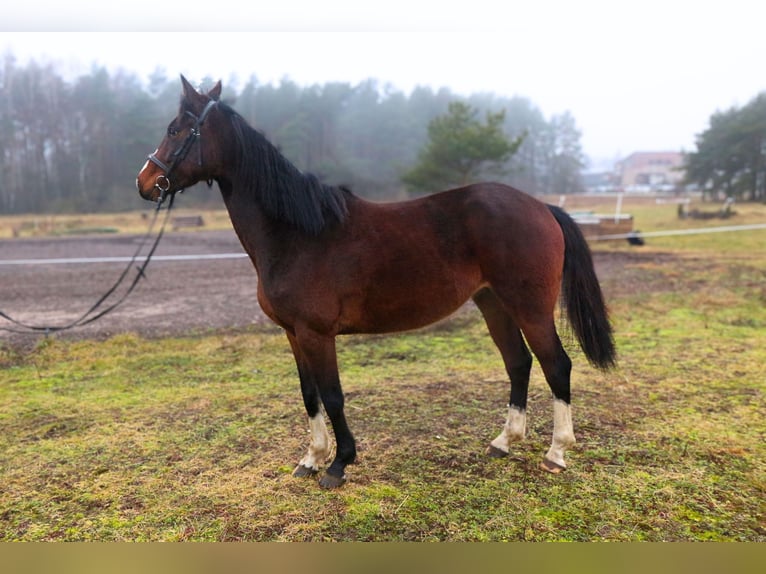 Other Breeds Mare 5 years 16 hh Bay-Dark in Palanga