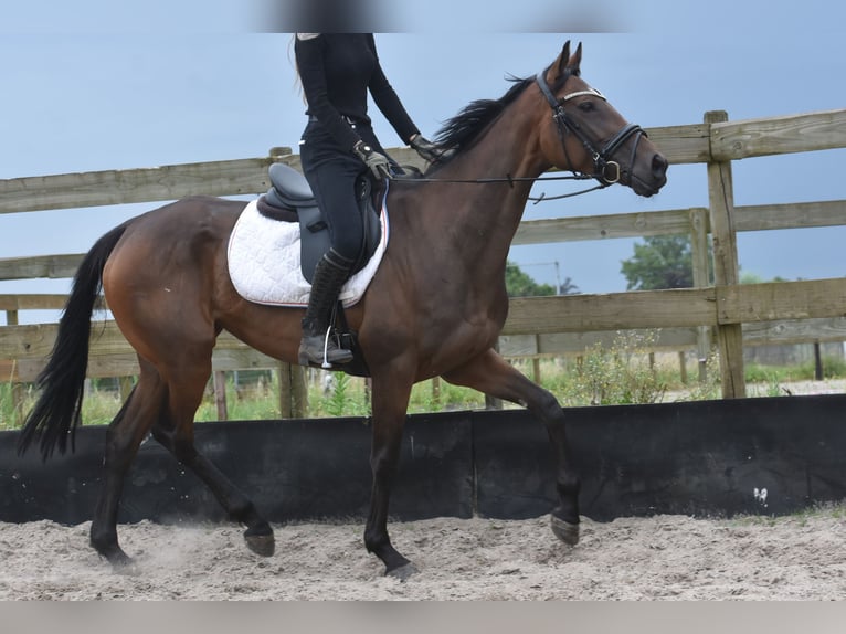 Other Breeds Mare 5 years 16 hh Bay in Achtmaal