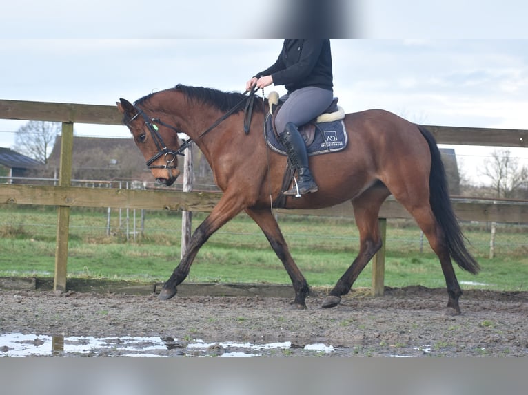 Other Breeds Mare 5 years 16 hh Brown in Achtmaal