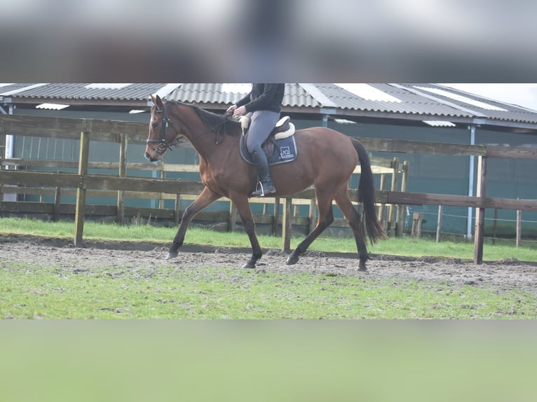 Other Breeds Mare 5 years 16 hh Brown in Achtmaal