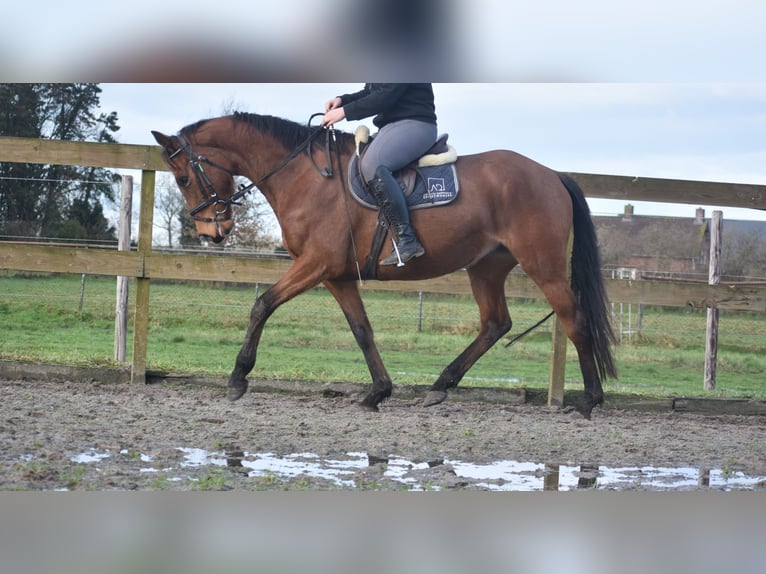 Other Breeds Mare 5 years 16 hh Brown in Achtmaal