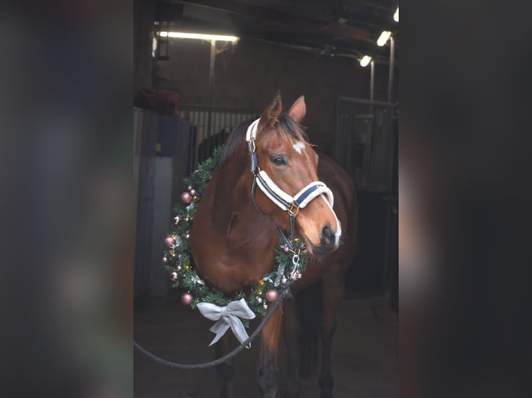 Other Breeds Mare 5 years 16 hh Brown in Achtmaal