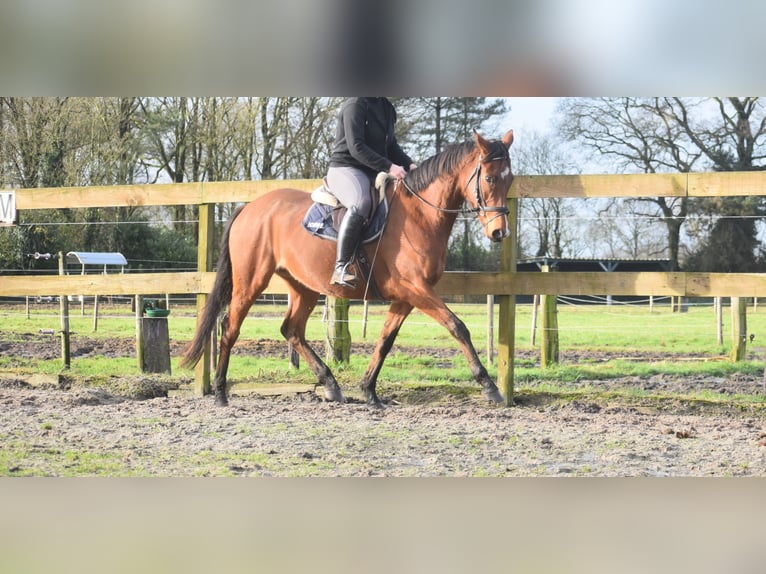 Other Breeds Mare 5 years 16 hh Brown in Achtmaal