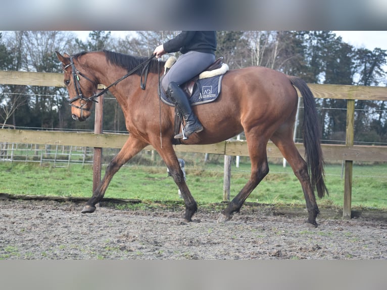 Other Breeds Mare 5 years 16 hh Brown in Achtmaal