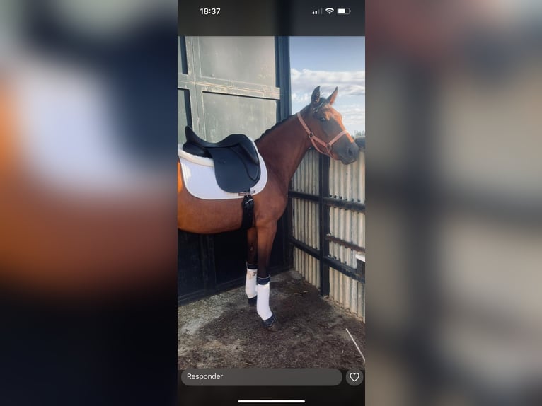 Other Breeds Mare 5 years 16 hh Brown-Light in Algeciras