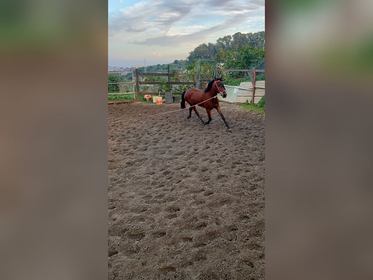 Other Breeds Mare 5 years 16 hh Brown-Light in Algeciras