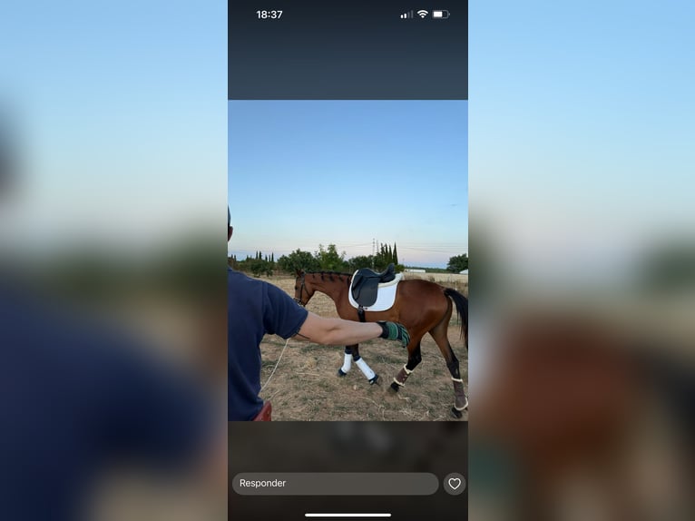 Other Breeds Mare 5 years 16 hh Brown-Light in Algeciras