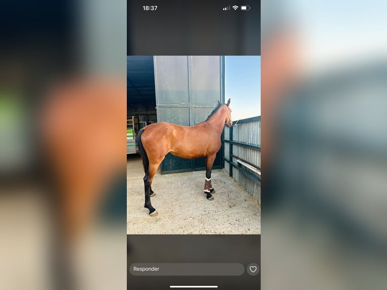 Other Breeds Mare 5 years 16 hh Brown-Light in Algeciras